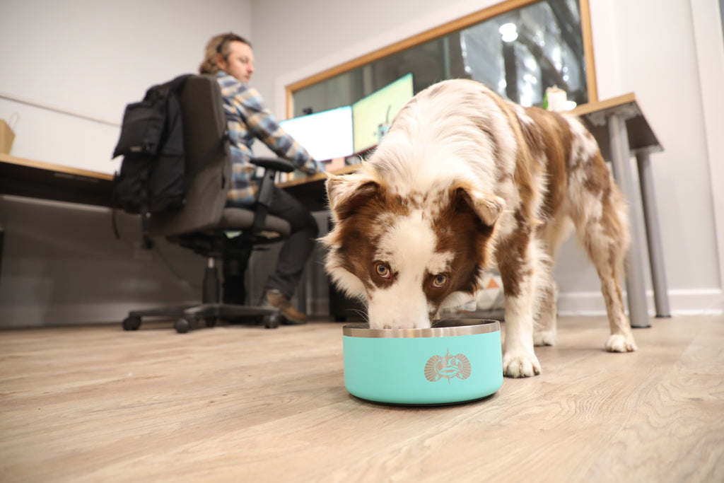 Toadfish Non-Tipping Dog Bowl (Teal)